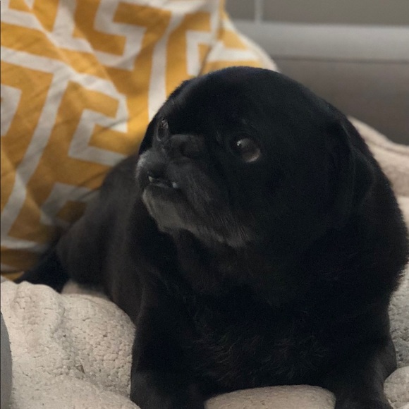 We β€οΈπ our Pets! πΆ - Picture 5 of 9